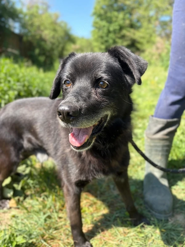 *BOBINO* - bereits Hundeopi, aber fit, lieb, lernbereit, er muss aber erst Vertrauen aufbauen