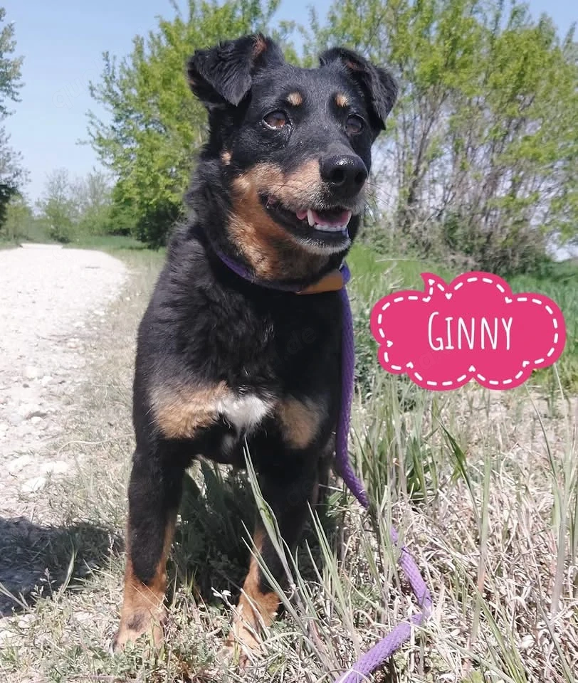Ginny, süße Beauceron Terrier Mischlingshündin braucht endlich ein Zuhause