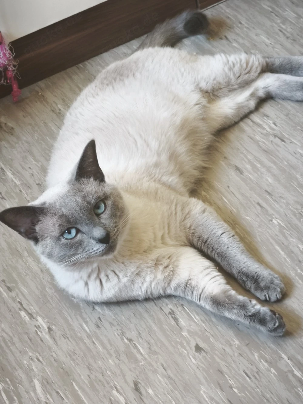  Deckkater Siam BKH mix  (kein Verkauf)