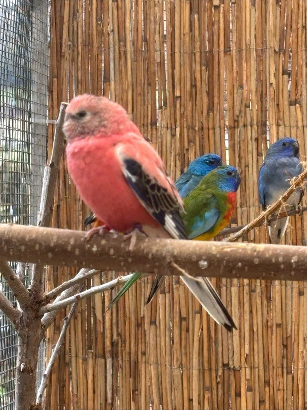 Bourkesittiche