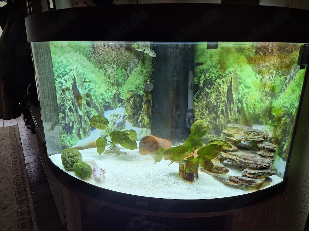 Axolotl mit Aquarium