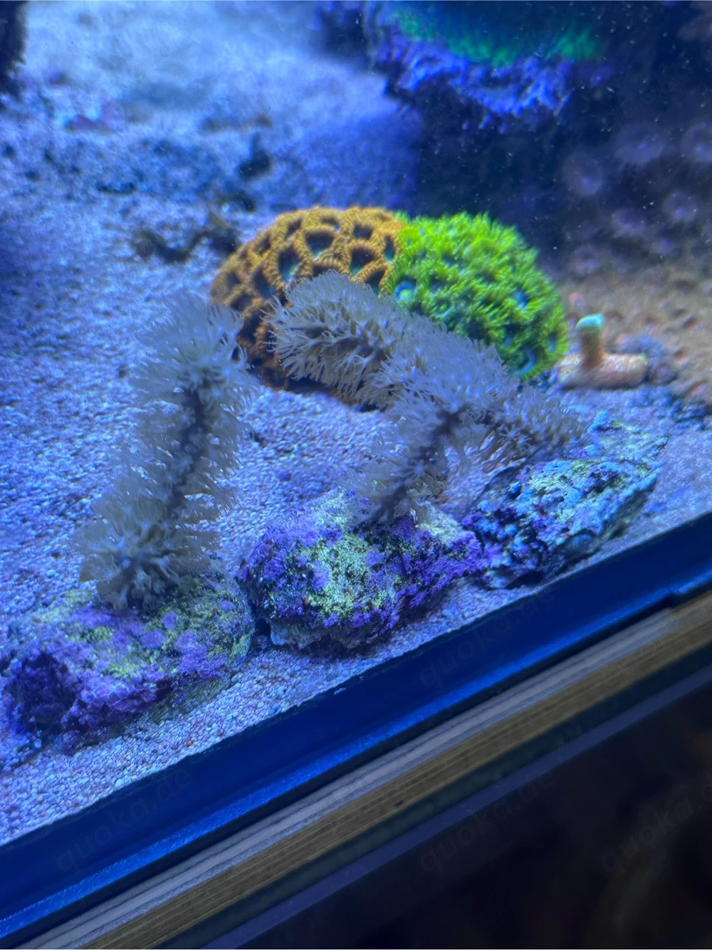Gorgonie, plexaura, Koralle, meerwasser