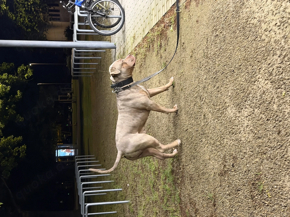 XXL American Bully HDED-frei Tricolor Lilac Merle Deckrüde XL ABKC