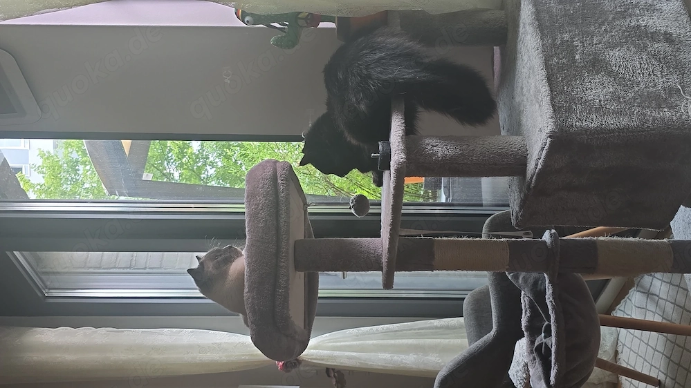 Katzen Main coon Mischling sucht ein Zuhause 