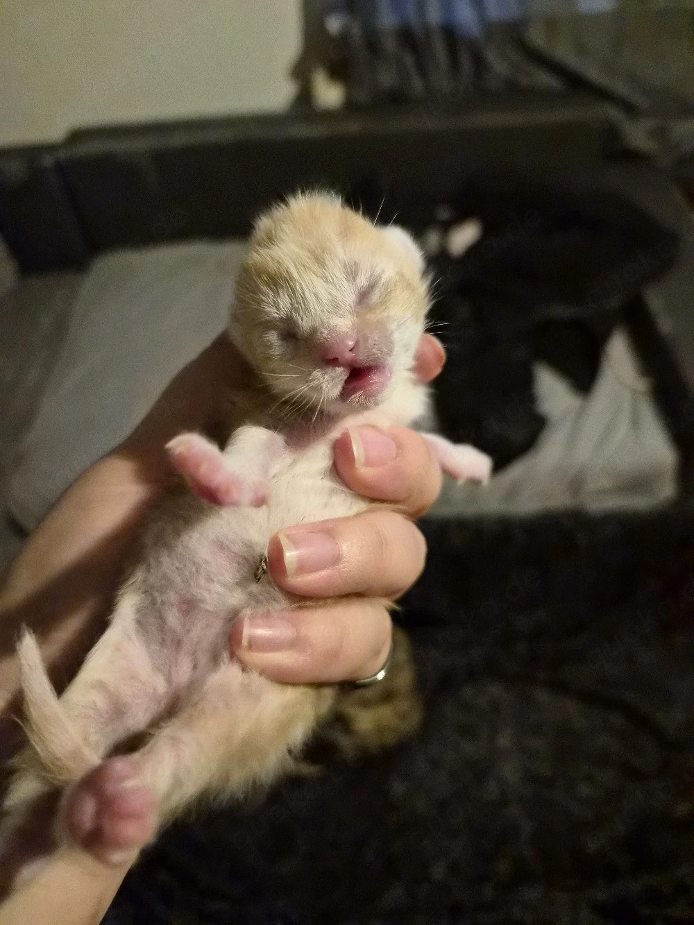 Rotes Bkh Maine coon Mix Mädchen