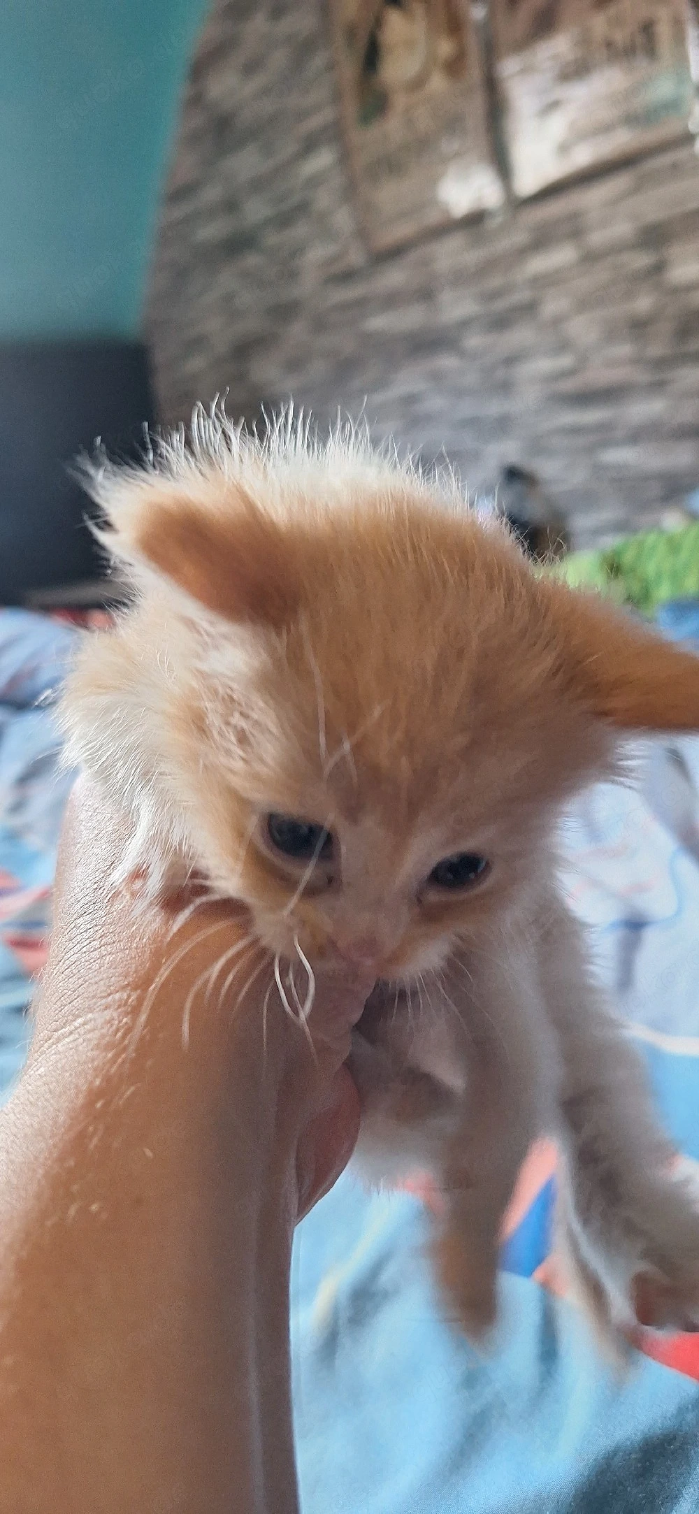 Maine Coon Kitten Abgabe im Juli black tortie 