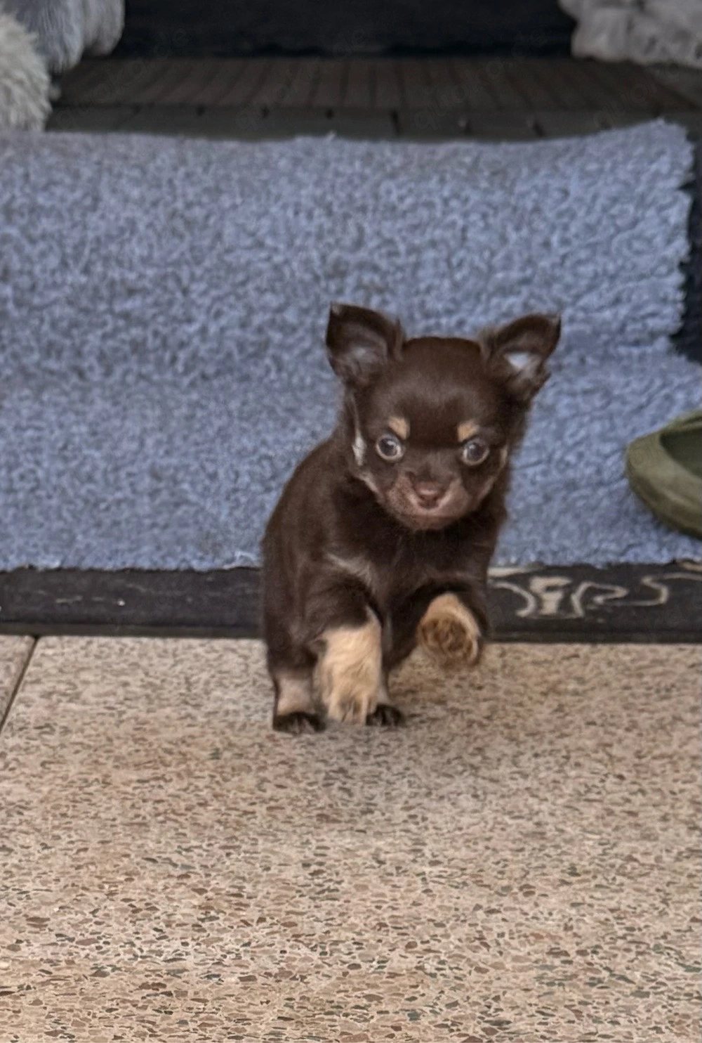 Chihuahua Welpe