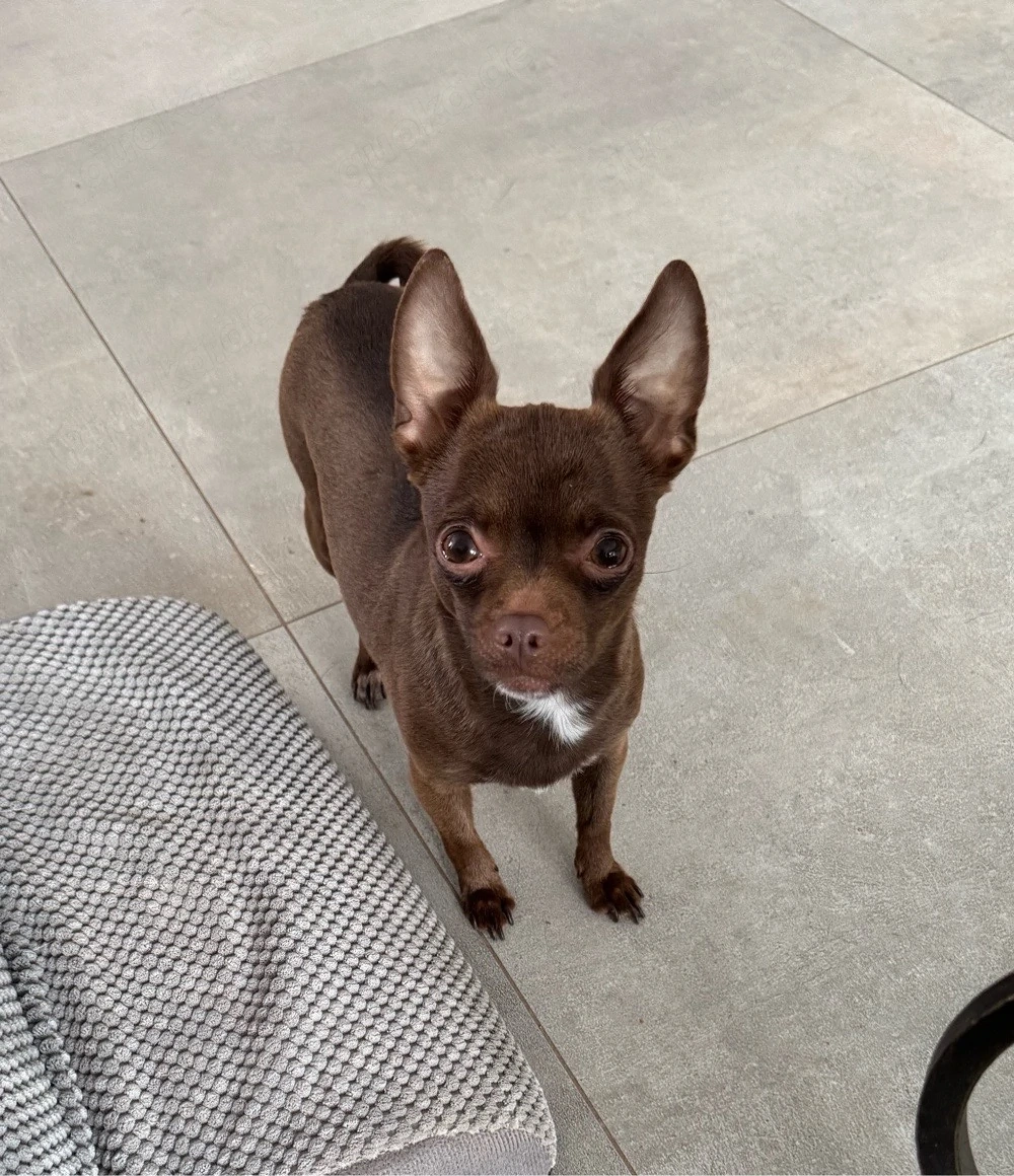 Chihuahua-Hündin sucht liebevolles Zuhause als Einzelprinzessin   