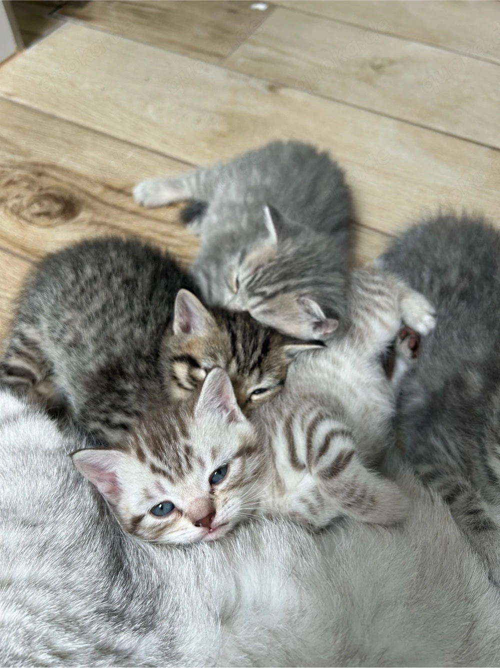 BKH Kitten