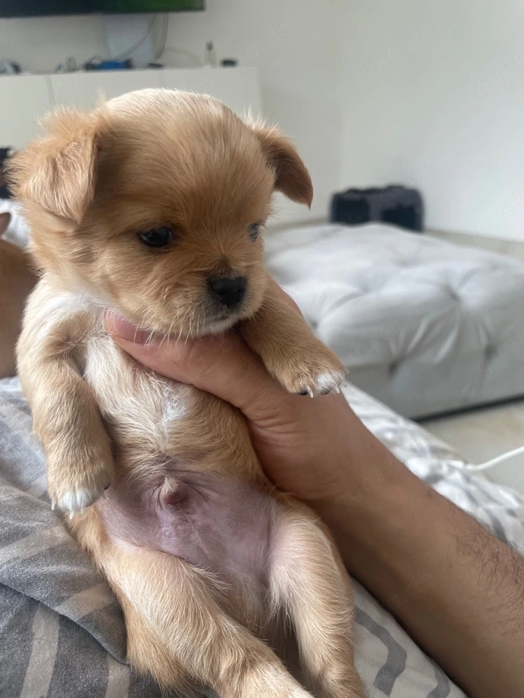 chihuahua rüde welpe 