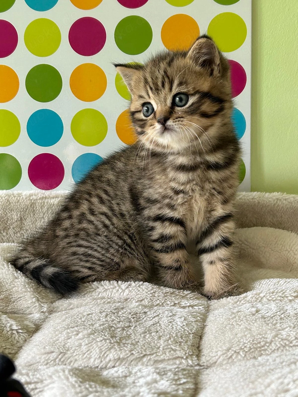 Reinrassige BKH Kitten :  Nur 1 Katze vorhanden !