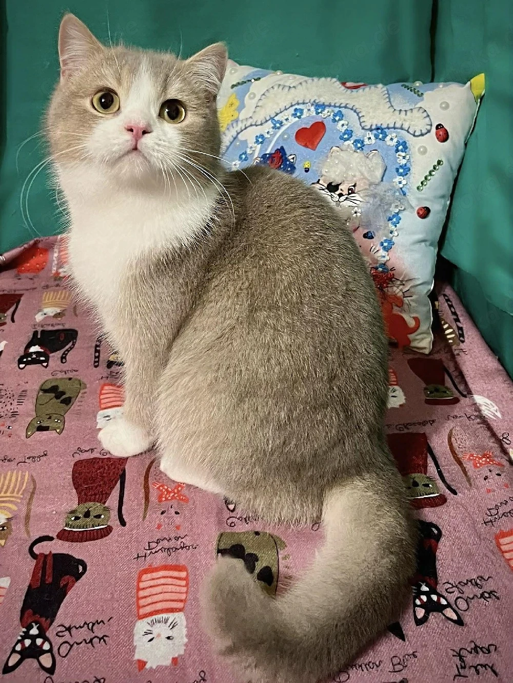 Scottish Straight Jung Kater kitten (9 Monate) sucht ruhiges Zuhause
