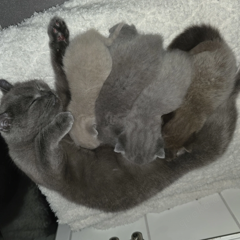 BKH Kitten suchen neues Zuhause
