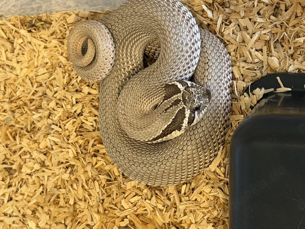 Heterodon nasicus: 0.1 Superconda & 1.0 Super Arctic (66% het Albino)