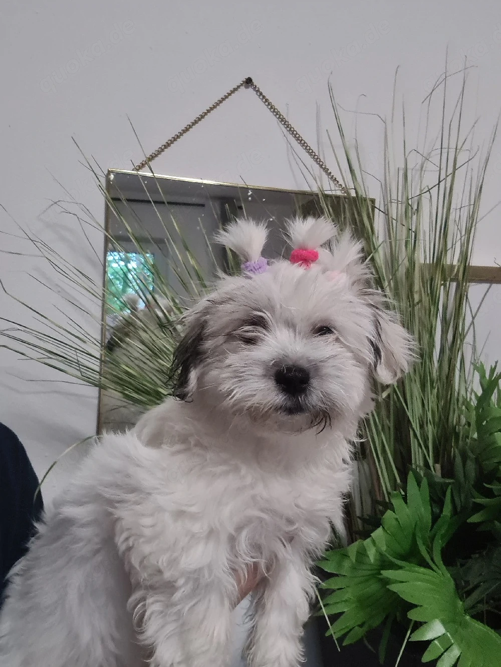Shih-tzu malteser mix