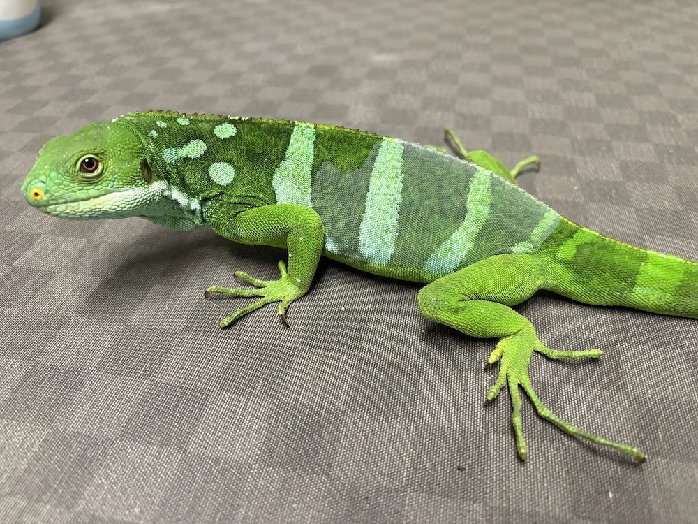 Brachylophus fasciatus (Fitschi Leguan)