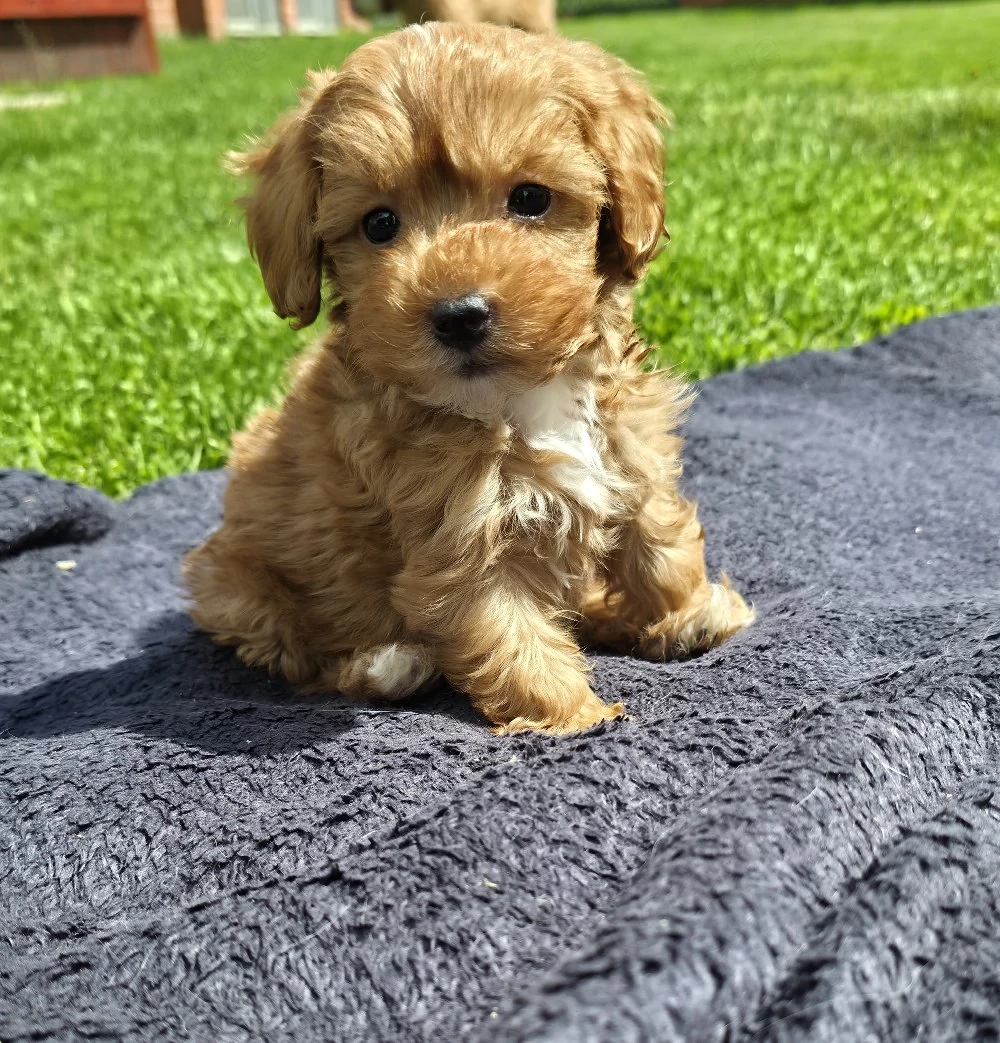 Wunderschöne Cavapoo's 