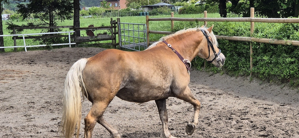 Hafi Stute 11Jahre 