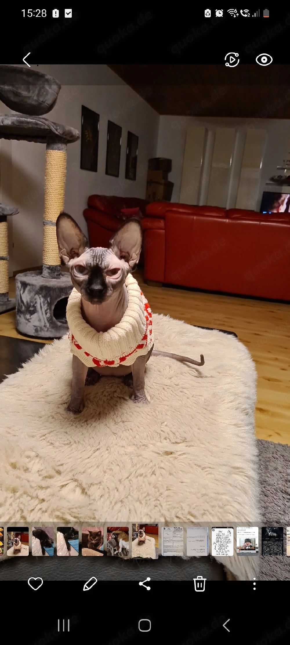  Kanadische Sphynx 4 Jahre, Sterilisiert ,Blaue Augen 