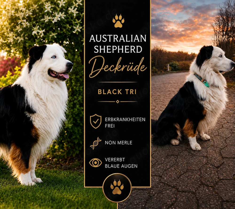 Australian Shepherd Black Tri Erfahrener Deckrüde (Kein Verkauf)