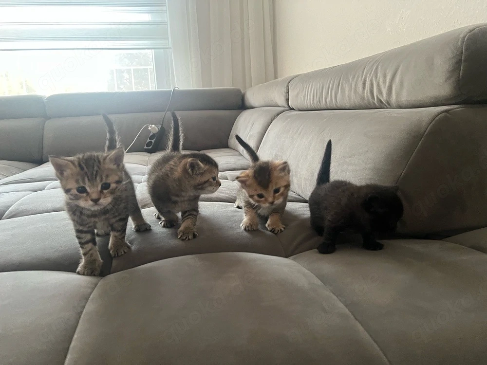 4 BKH mix kitten  