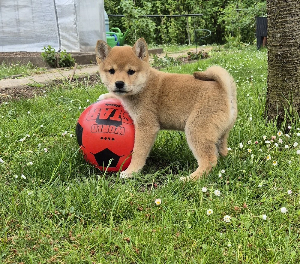  1 Shiba Inu Welpe(Mädel),reinrassig 