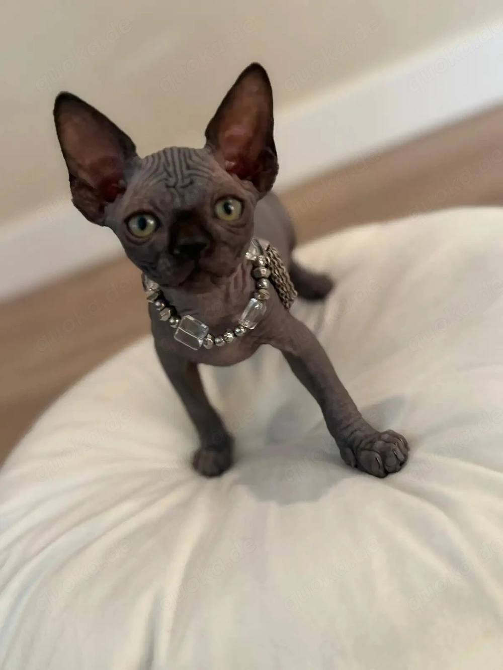   Bezaubernde Sphynx-Kätzchen suchen ein neues Zuhause   