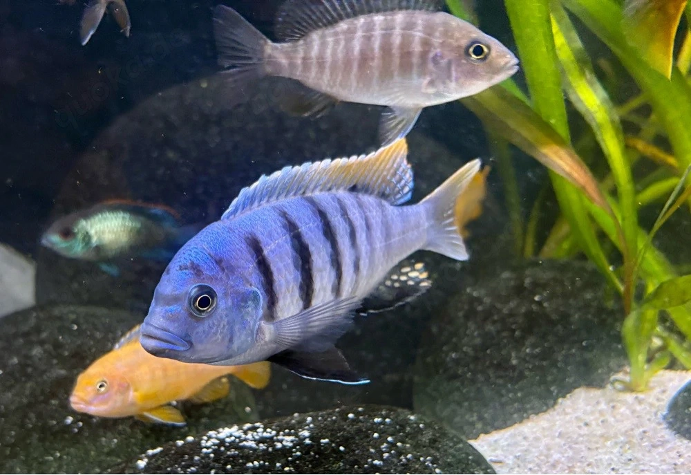 Cynotilapia zebroides Jalo Reef * Malawi Buntbarsch