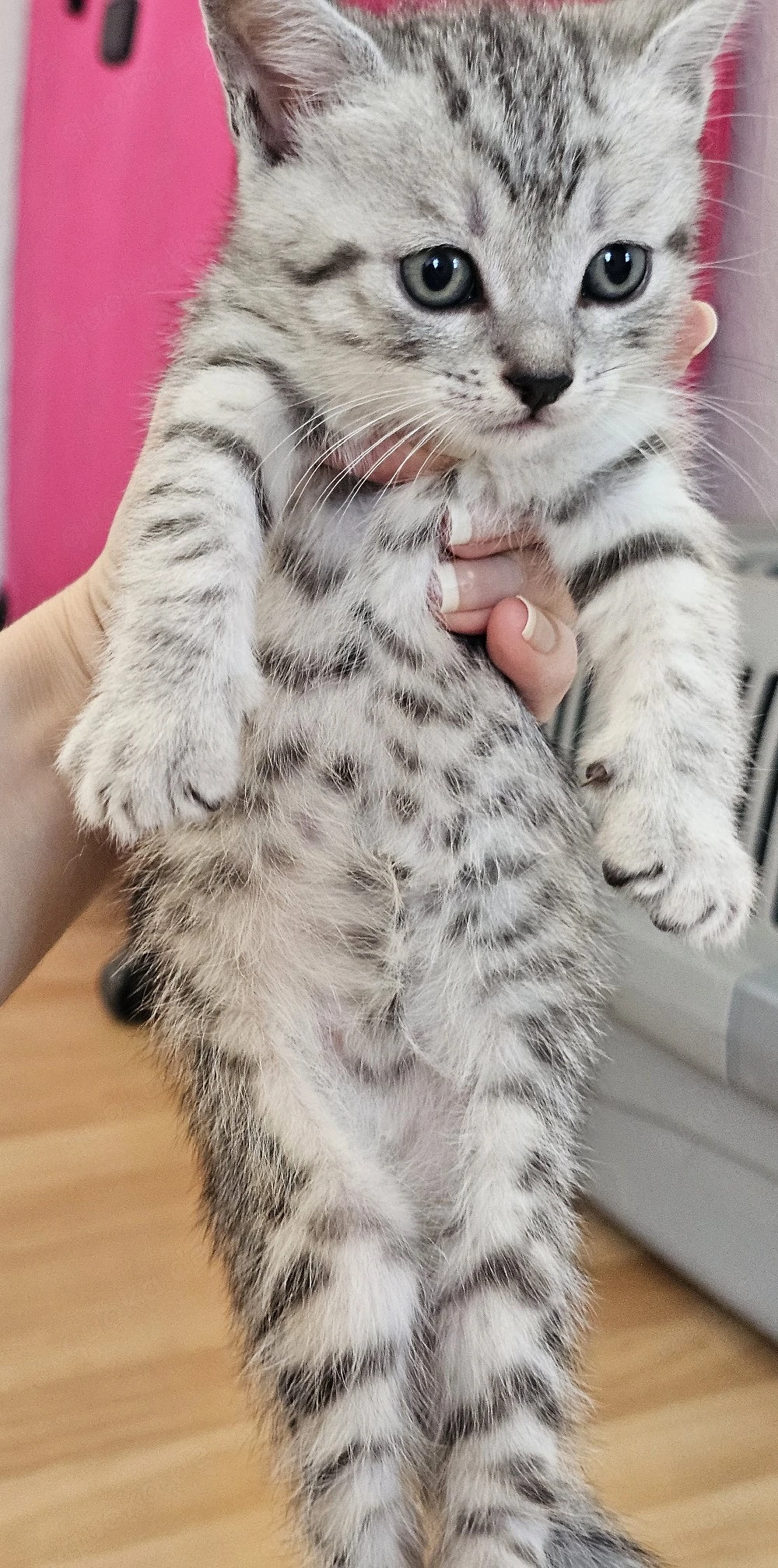 Wunderschönes BKH Mix Mädchen  
