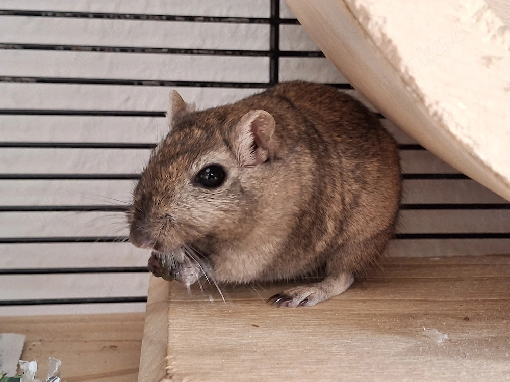 Rennmaus Gerbil weiblich 1,5 Jahre sucht neues Zuhause