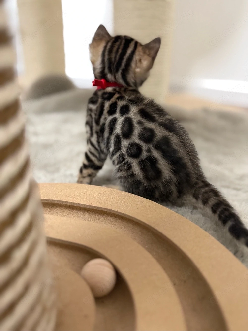 Bengal  Kitten 