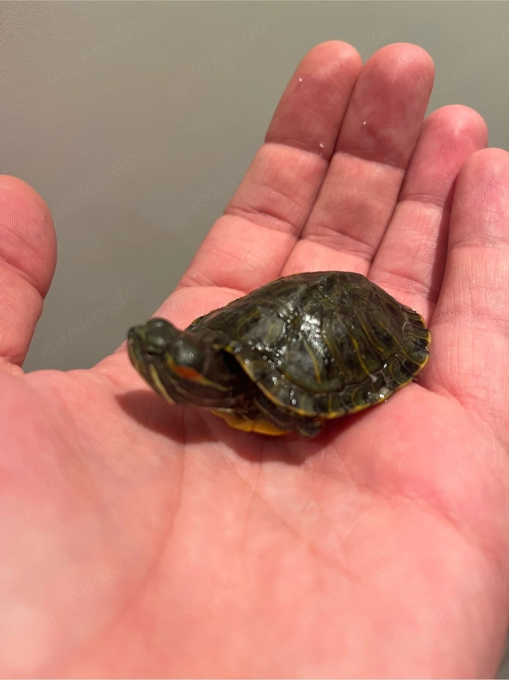suche wasserschildkröte rotwange