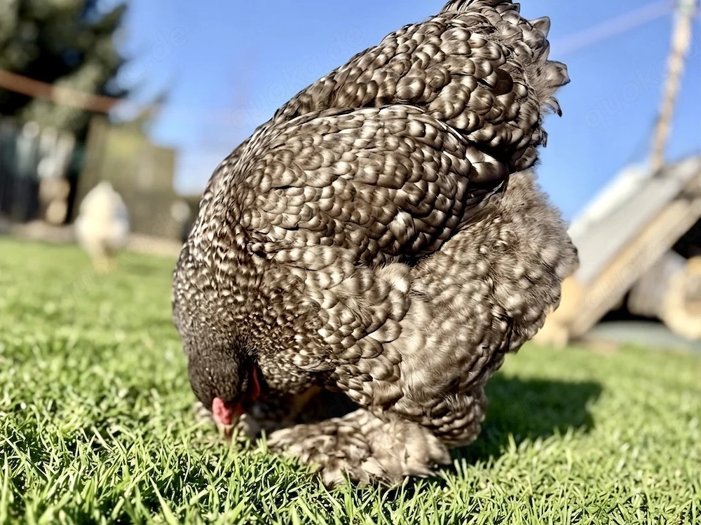 Bruteier reinrassige Brahmas gesperbert 