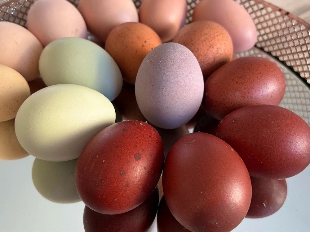 Bruteier Marans | Araucana | Olivleger 