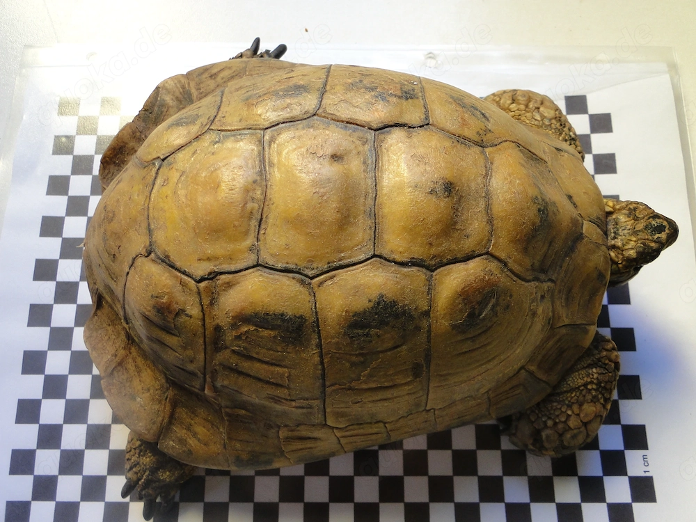 Griechische Landschildkröten