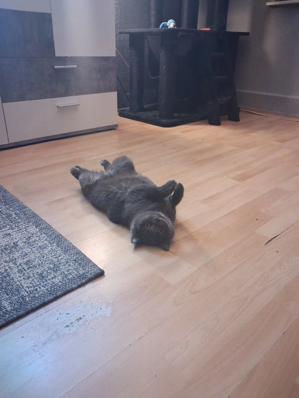 3 Katzen 2 Russische blau mädels 4jahre und 1bub mischling 1.9 jahr mooncoon 
