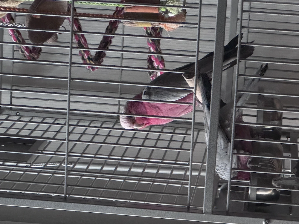 Rosa Kakadu Pärchen zu verkaufen