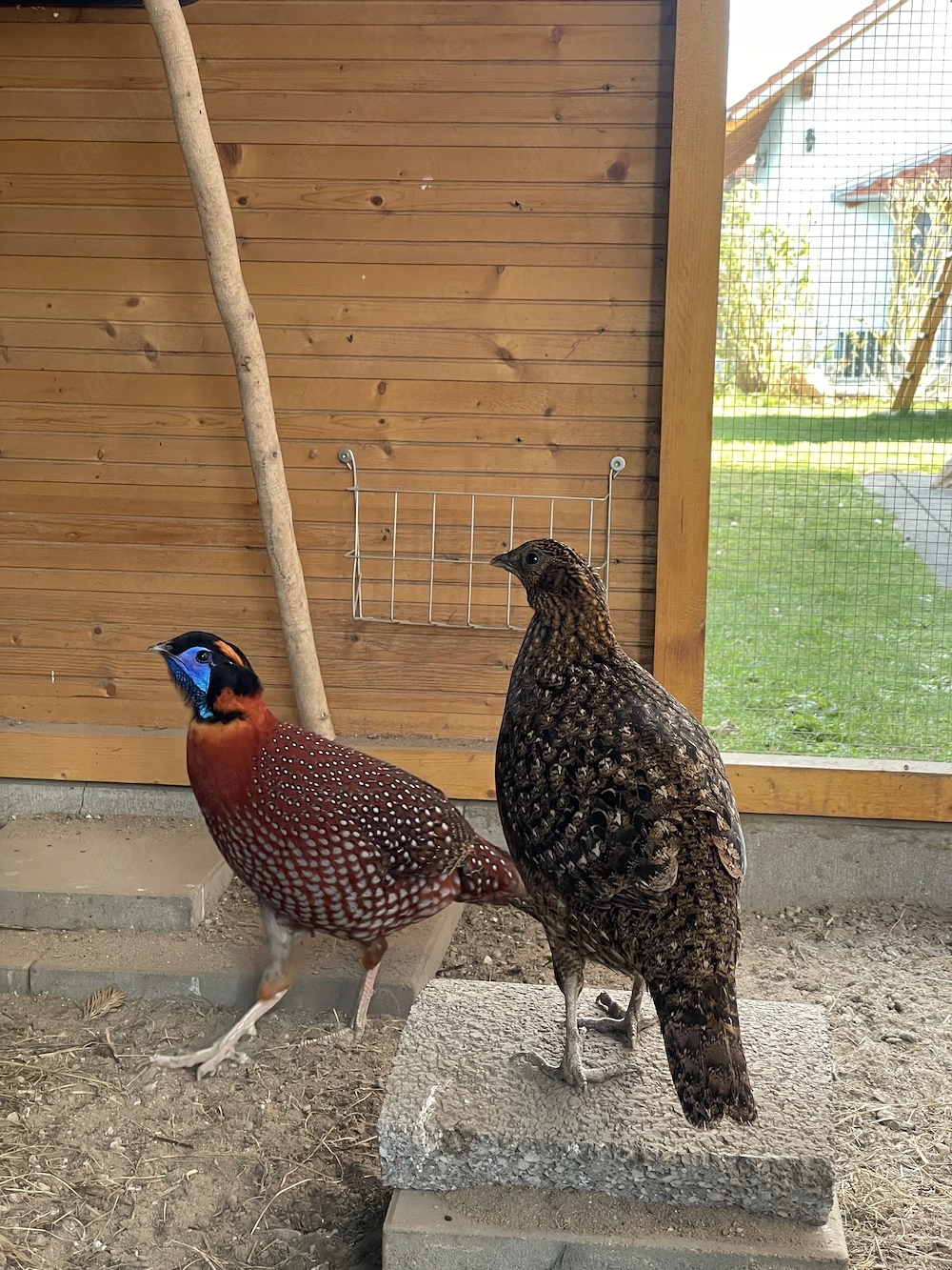 Temminck Tragopan Jungtiere Küken von Mai 2026