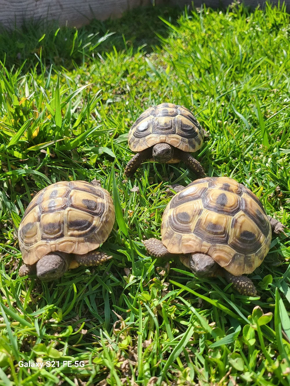 griechische Landschildkröten  NZ 24 und NZ 25