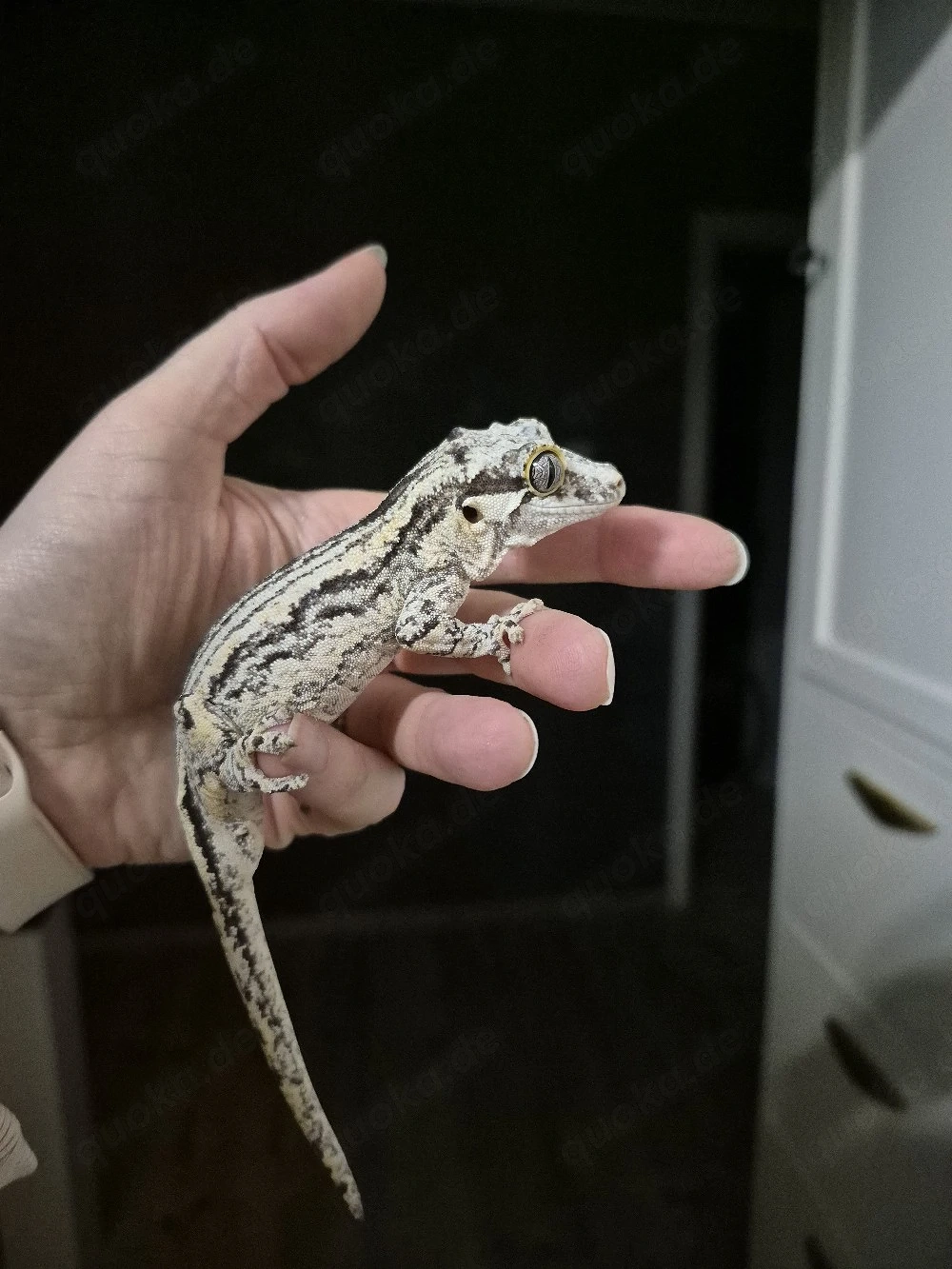 0.1 Rhacodactylus auriculatus black & white Höckerkopfgecko Weibchen 