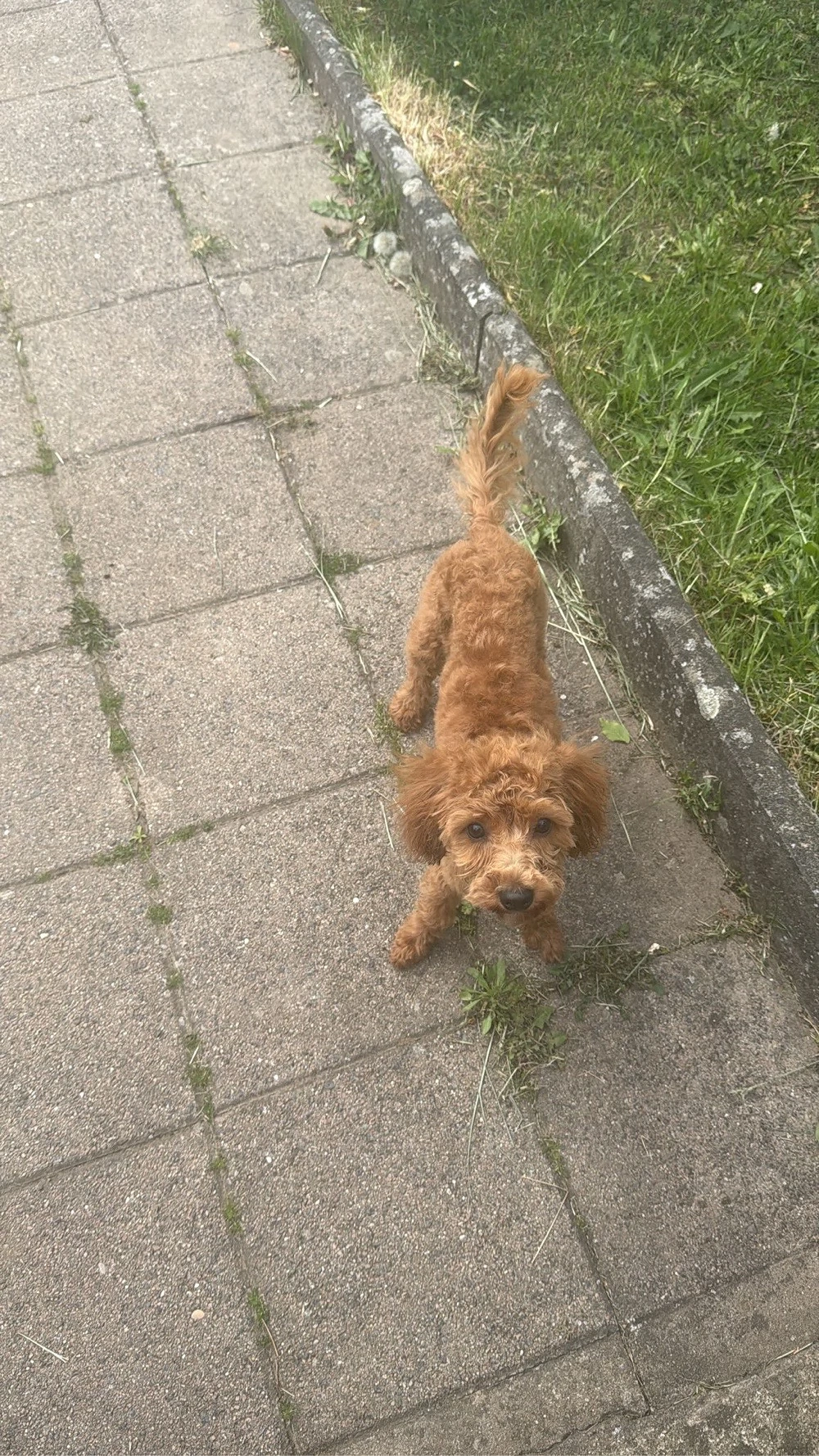 Toy Pudel Mädchen sucht liebevolles Zuhause     