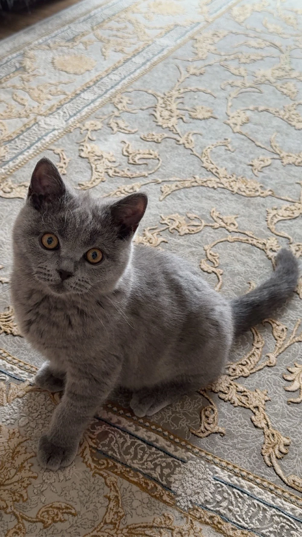 4 monate alten kater günstig abzugeben