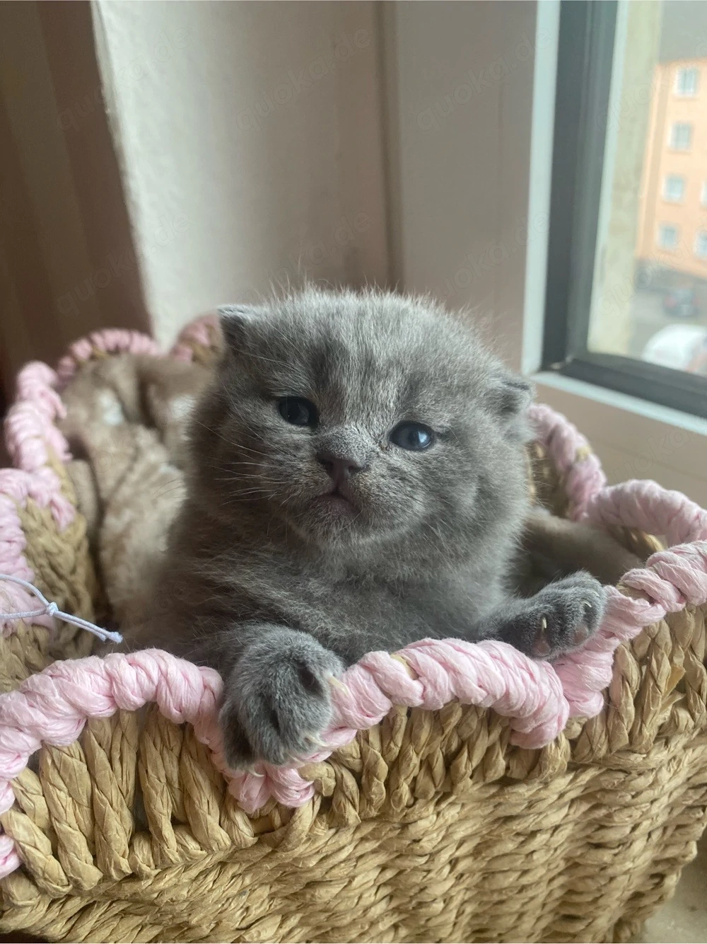 BKH kitten noch 2 kitten da