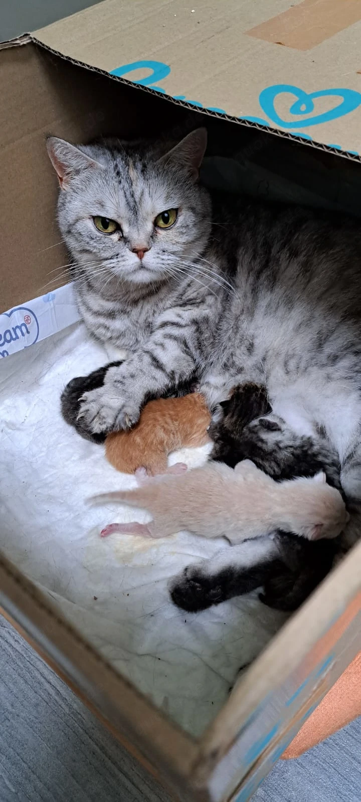 5 BKH   Maine coon-kitten suchen ein neues Zuhause