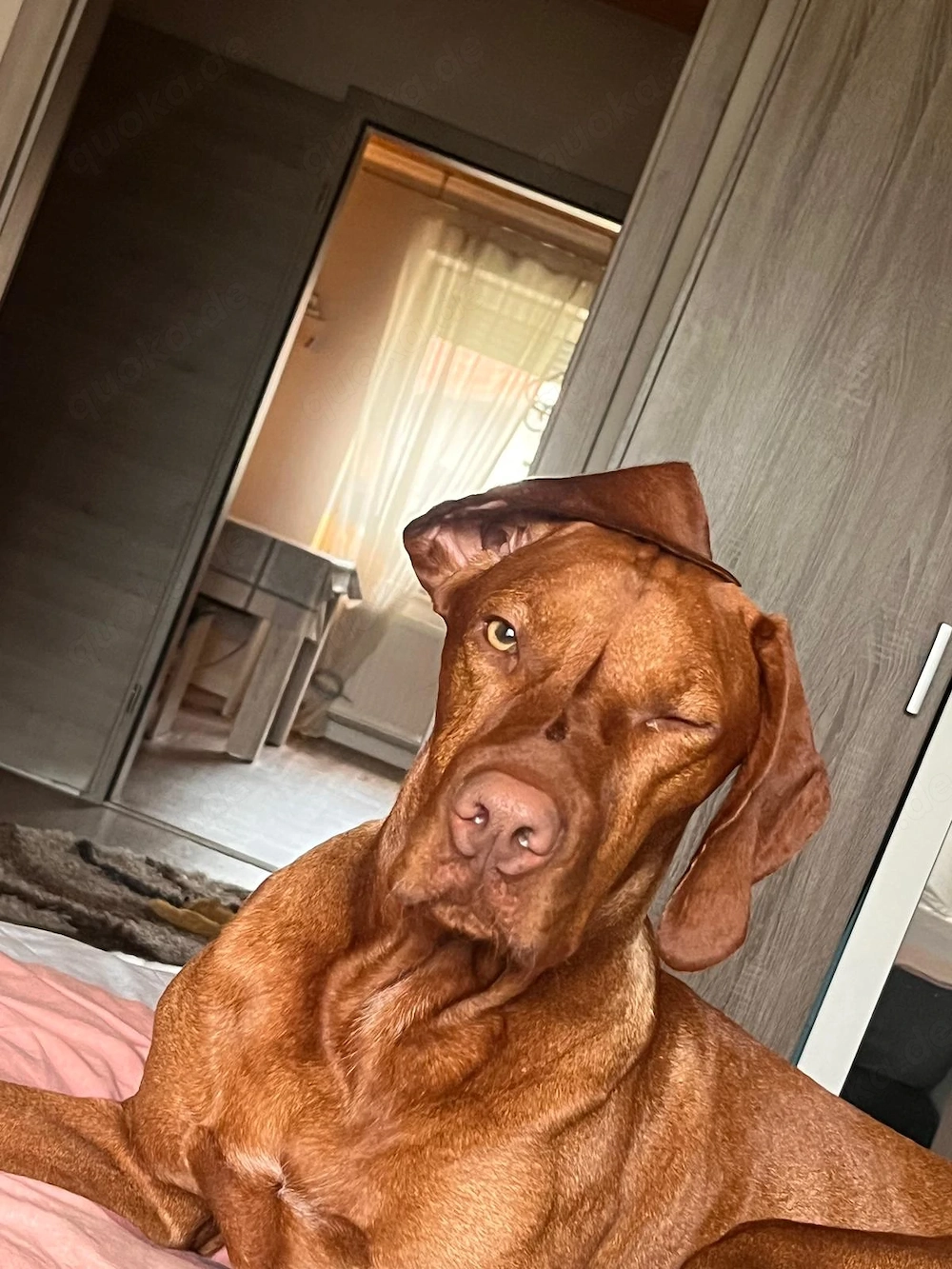Magyar Vizsla Rüde (Jack)