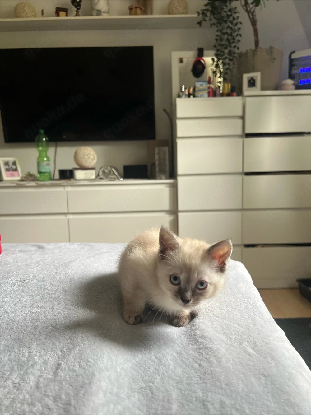 katzen Kitten zu verkaufen 