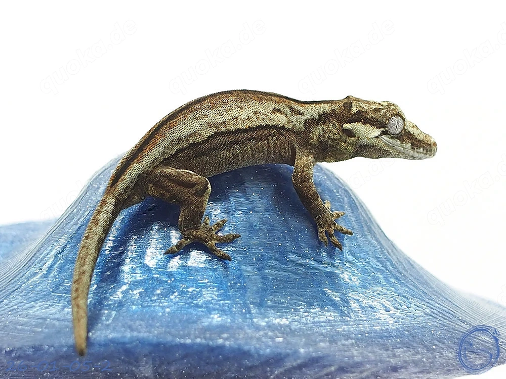  Rhacodactylus auriculatus Höckerkopfgecko aus Anfang 2026 Tendenz männlich 