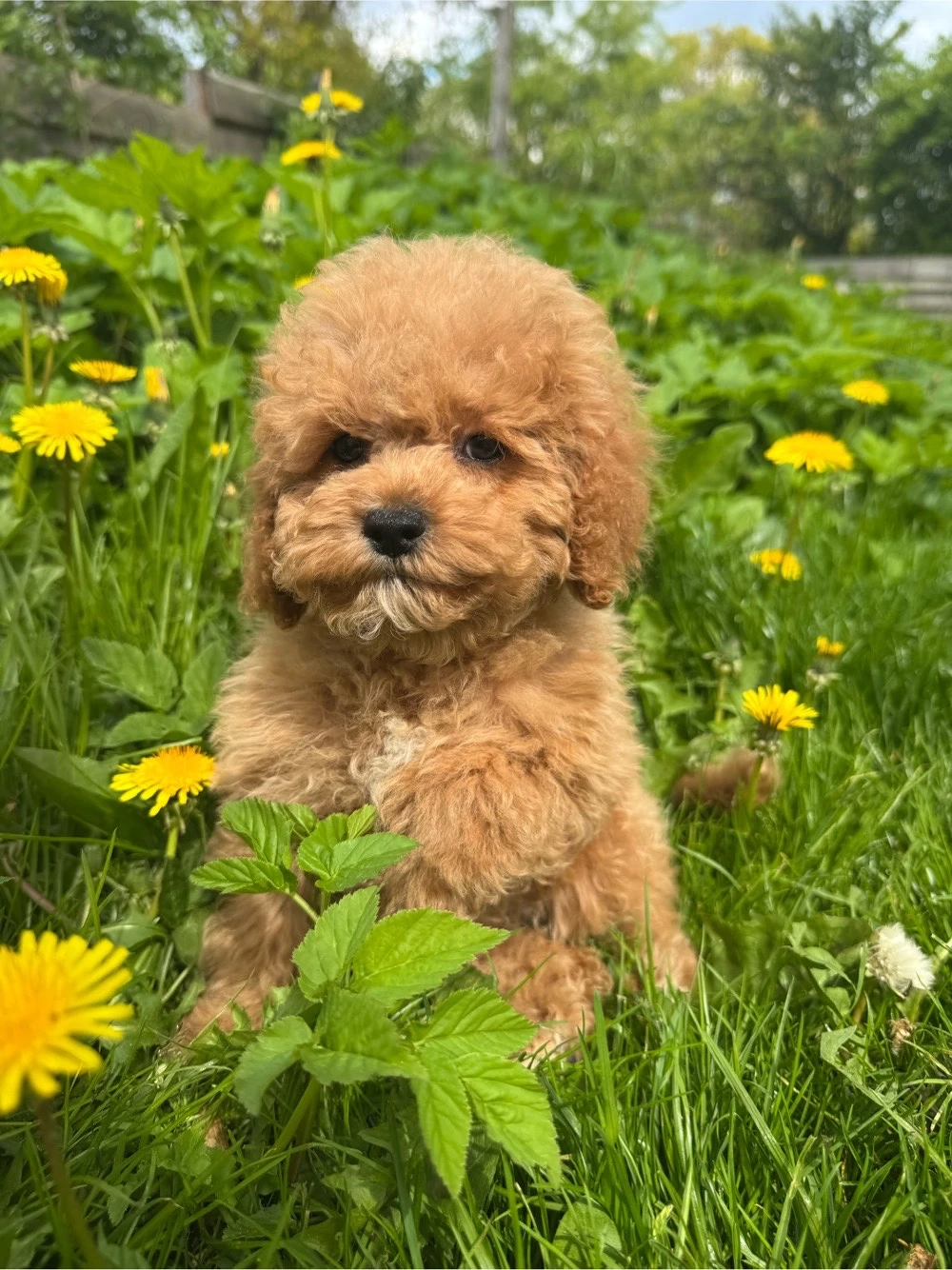Cockapoo American Cockapoo Mini