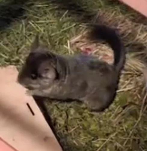 2 Chinchilla-Damen suchen ein neues Zuhause