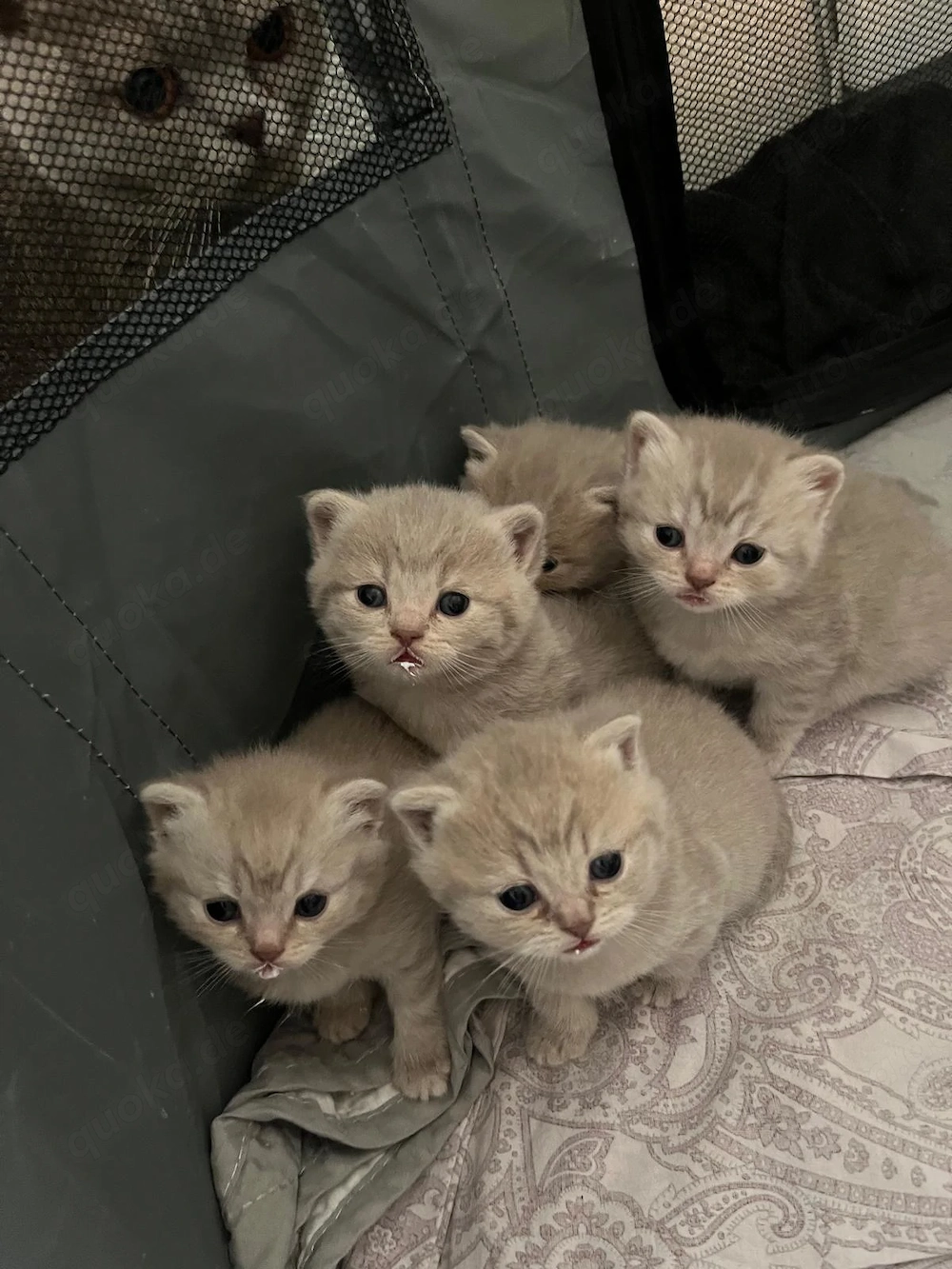 BKH Kitten suchen ein liebevolles Zuhause 